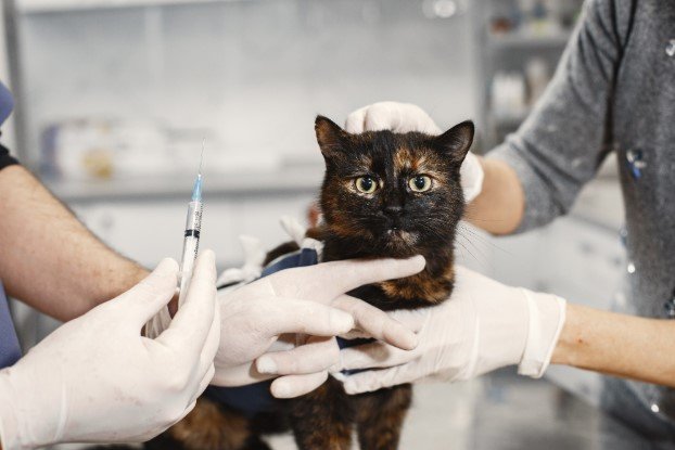 Animal Vaccinations Explained: Understanding Schedules, Boosters, and Protection